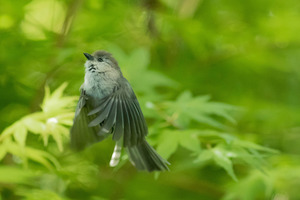 diving_burd _02