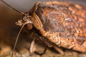 moth_close_02