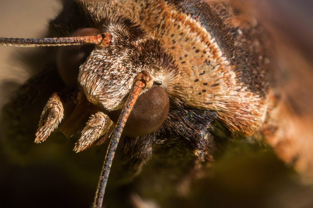 moth_close_03