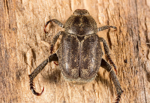 beetle_01