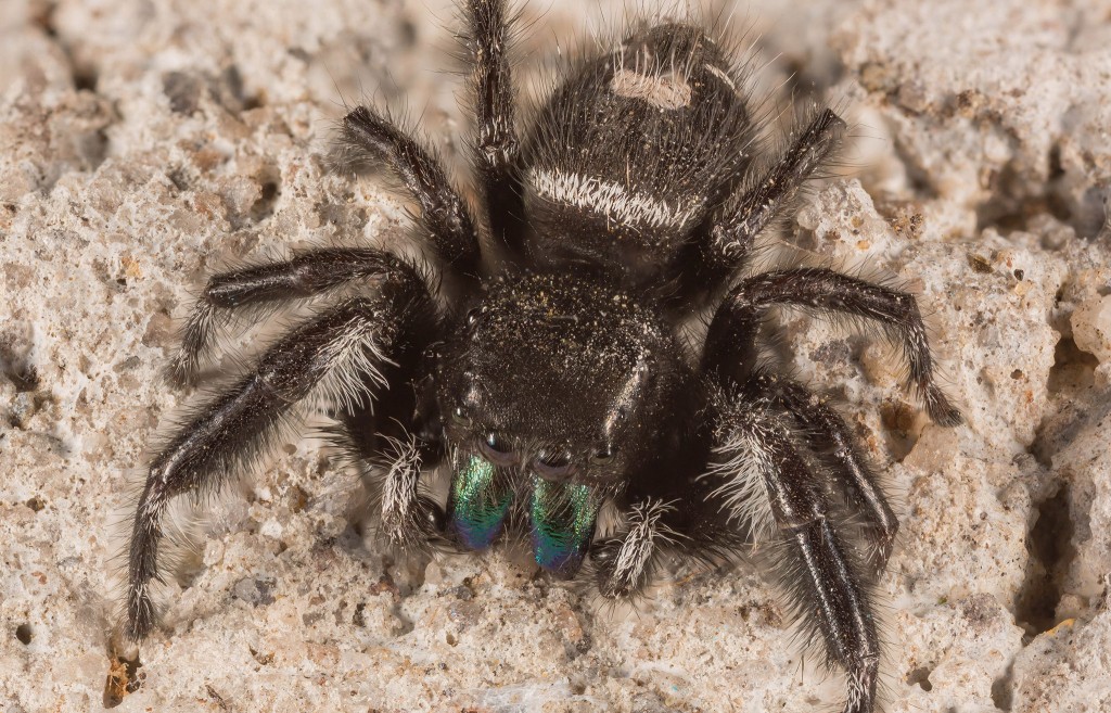 wht_spot_spider_04
