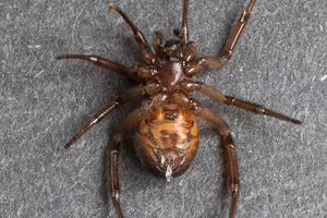 brn_spider_03
