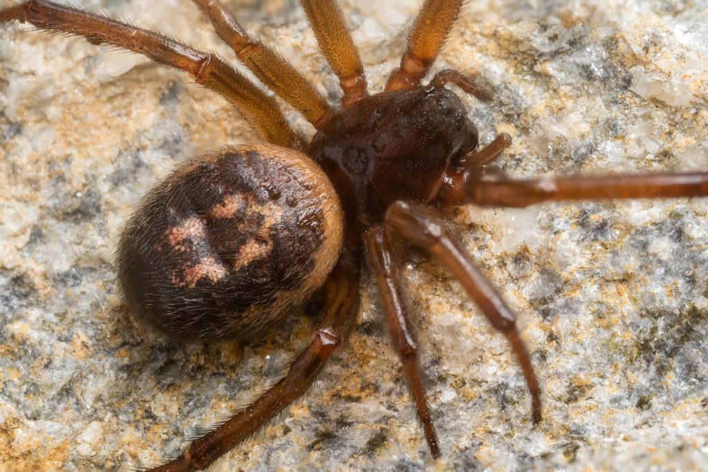 spider_brn_01
