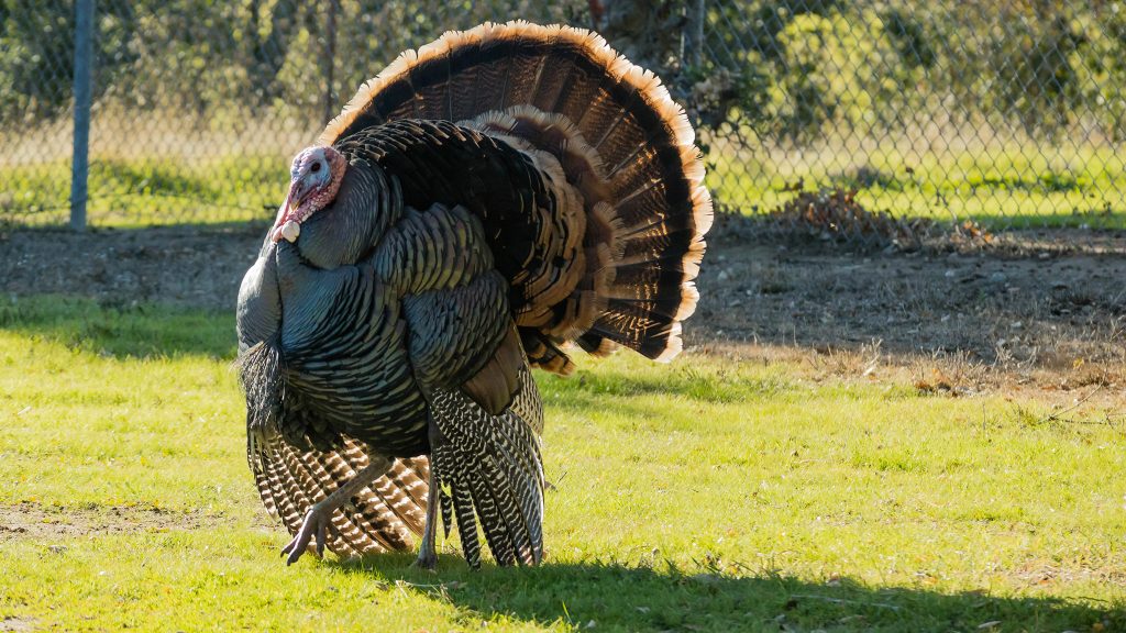 livermore_turkey
