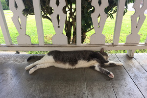 Waimea Cat